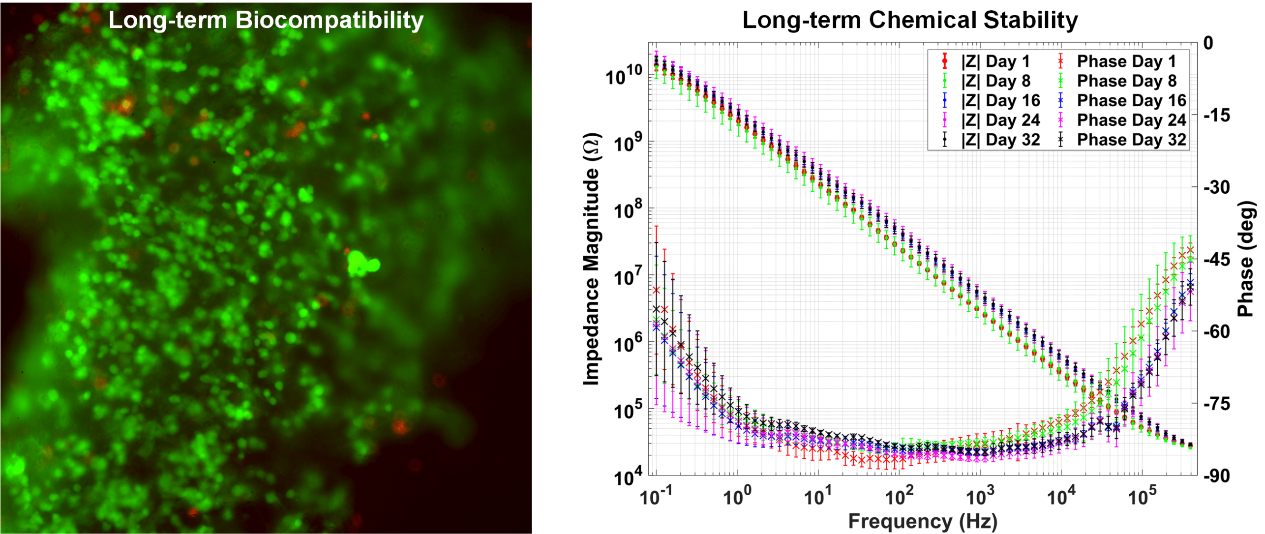  (Left) Live/dead analysis of on-chip cultured encapsulating human stem cell-derived neurons. Green indicated viable cells while red labels dead cells, thereby showing excellent biocompatibility with minimal cell death over a month of culturing. (Right) Long-term electrochemical impedance spectroscopy measurements of on-chip 8.84 μm × 11 μm Pt electrode-culture medium interface, demonstrating robust chemical stability with no observed signs of electrode degradation.
